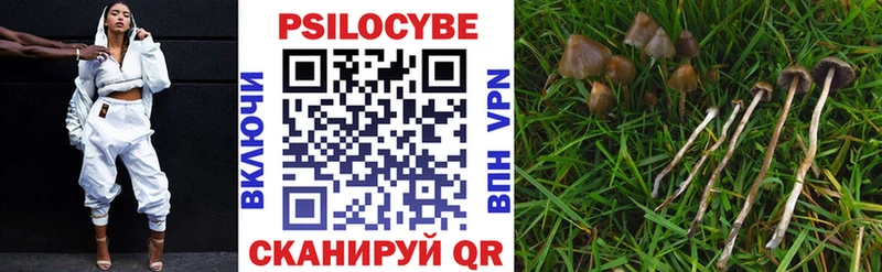 наркотики  Всеволожск  Псилоцибиновые грибы Psilocybine cubensis 